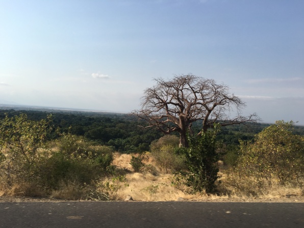 Baobabtre i Manyara