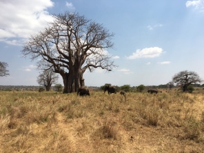 Elefanter og Baobabtre