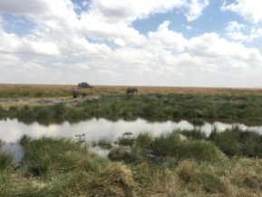 Elefanter nært vannhull