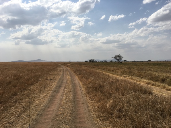 Vei på Serengeti