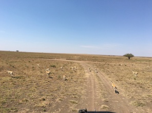 Løpende gazeller