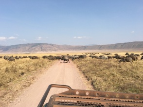 Bøffel på veien